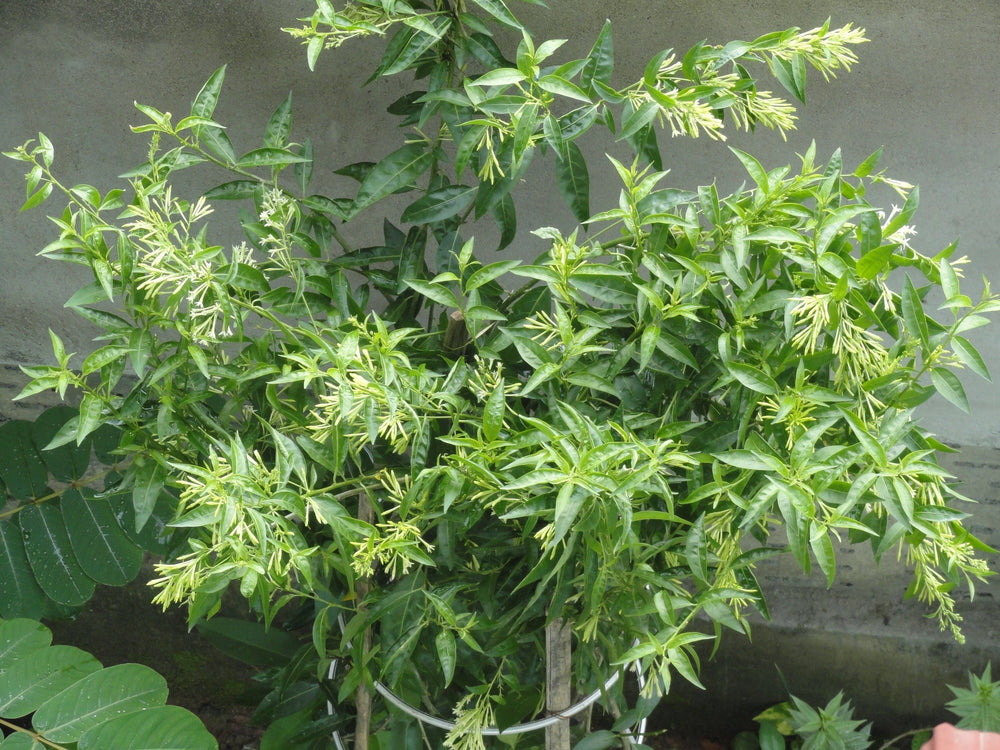 Cestrum nocturnum/Raat Ki Rani - Flowering Plants - Premium Flowering Plants from Plantparadise - Just $360.00! Shop now at Plantparadise