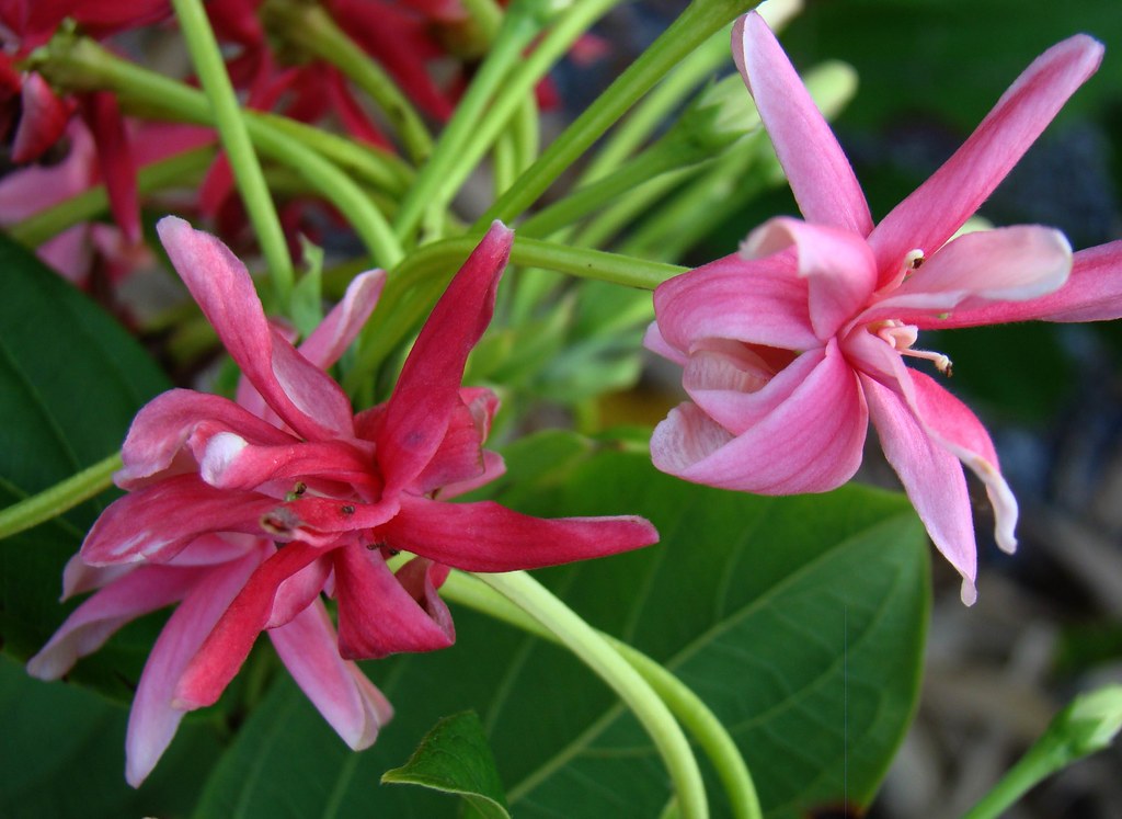 Rangoon Creeper Double - Creepers & Climbers - Premium Creepers & Climbers from Plantparadise - Just $399.00! Shop now at Plantparadise
