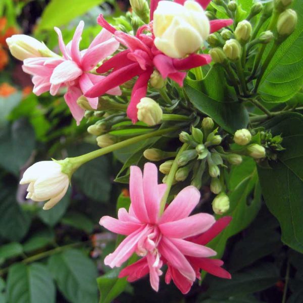 Rangoon Creeper Double - Creepers & Climbers - Premium Creepers & Climbers from Plantparadise - Just $399.00! Shop now at Plantparadise