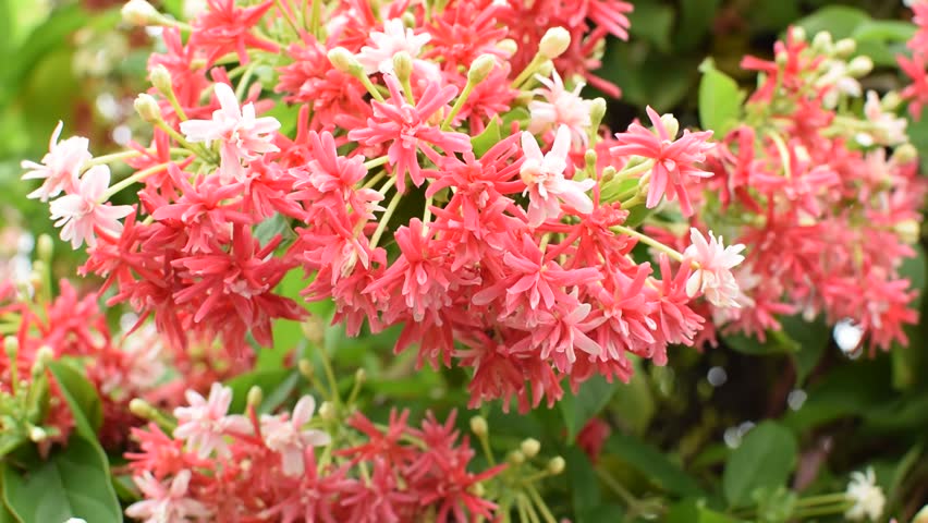 Rangoon Creeper Double - Creepers & Climbers - Premium Creepers & Climbers from Plantparadise - Just $399.00! Shop now at Plantparadise