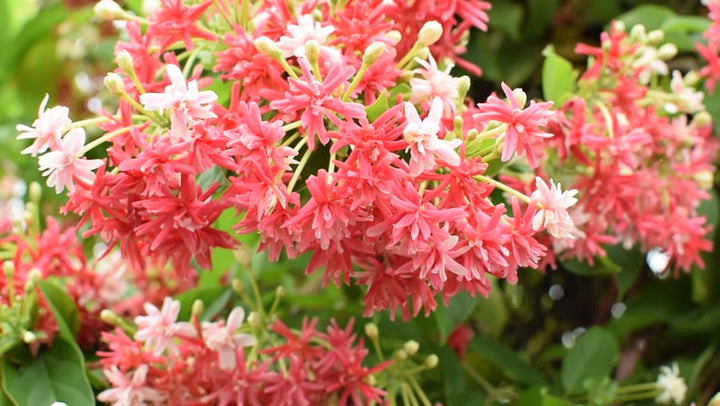 Rangoon Creeper Double - Creepers & Climbers - Premium Creepers & Climbers from Plantparadise - Just $399.00! Shop now at Plantparadise