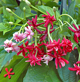 Rangoon Creeper Double - Creepers & Climbers - Premium Creepers & Climbers from Plantparadise - Just $399.00! Shop now at Plantparadise