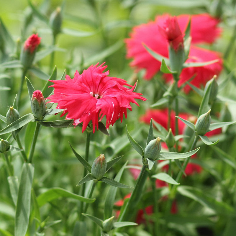 Dianthus Red - SEASONALS|Summer Dianthus Red|Dianthus Red Beauty - Premium SEASONALS from Plantparadise - Just $381! Shop now at Plantparadise