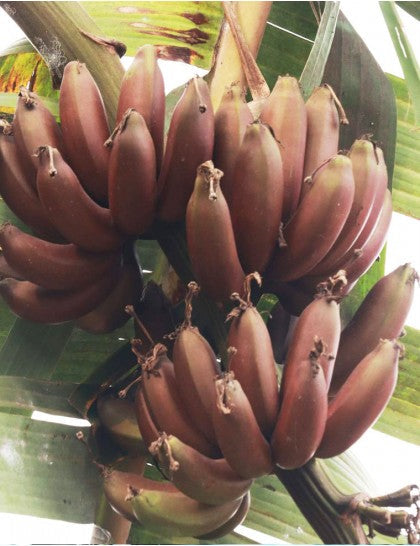Red Banana/Red Chakrakeli - Fruit Plants & Tree - Premium Fruit Plants & Tree from Plantparadise - Just $570.0! Shop now at Plantparadise