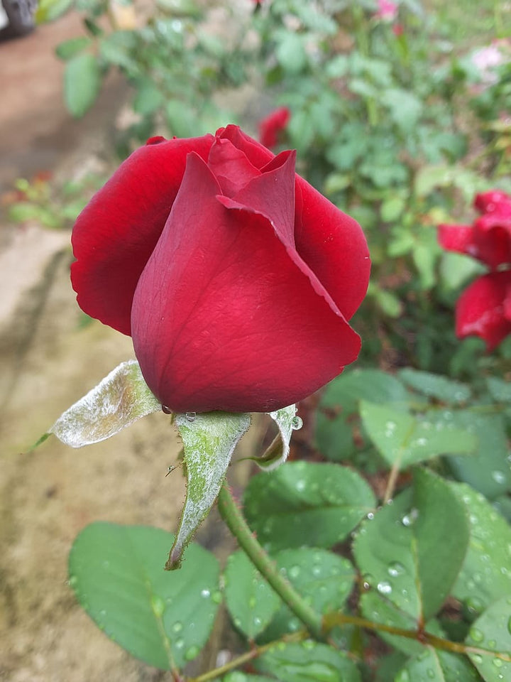 Miniature Rose Plant All Colour - Premium Flowering Plants from Plantparadise - Just $349.00! Shop now at Plantparadise