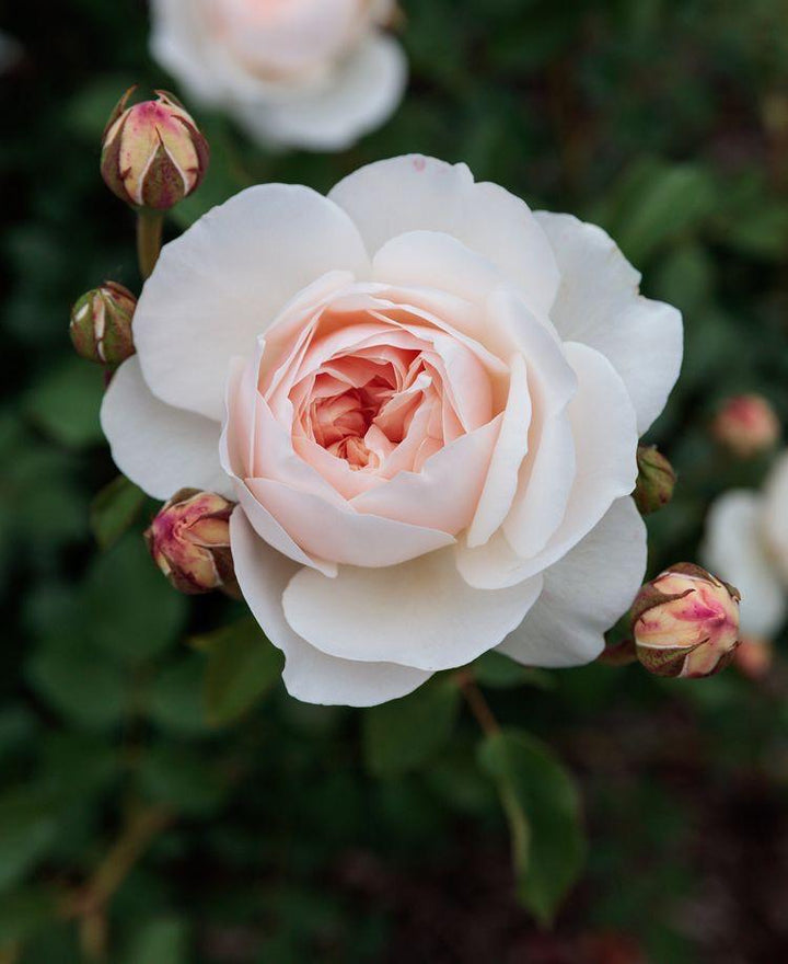 Rose Plant - Premium Flowering Plants from Plantparadise - Just $299.0! Shop now at Plantparadise