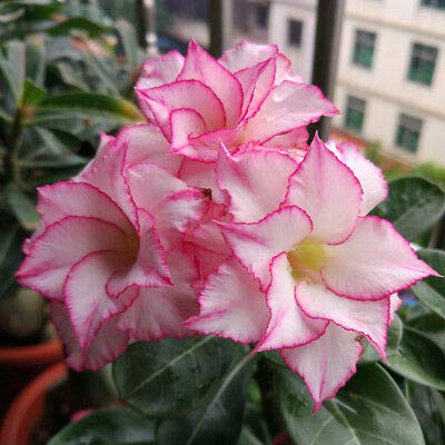 Adenium White and Light Pink Plant (Grafted) - Premium Flowering Plants from Plantparadise - Just $329! Shop now at Plantparadise