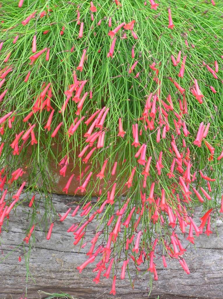 Russelia equisetiformis Red - Ornamental Flowering Plants - Premium Ornamental Plants from Plantparadise - Just $530.00! Shop now at Plantparadise