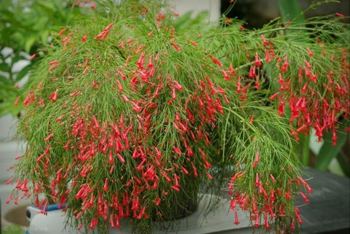 Russelia equisetiformis Red - Ornamental Flowering Plants - Premium Ornamental Plants from Plantparadise - Just $530.00! Shop now at Plantparadise