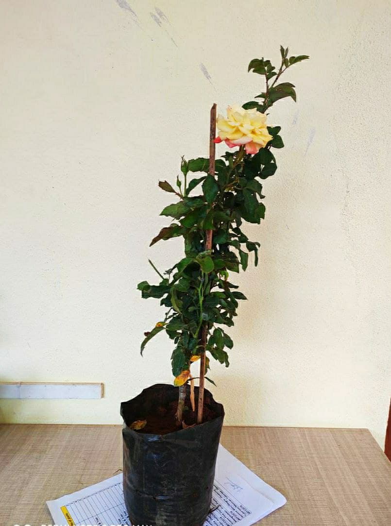 Shooting Star Rose - Flowering Plants - Premium Flowering Plants from Plantparadise - Just $600.00! Shop now at Plantparadise
