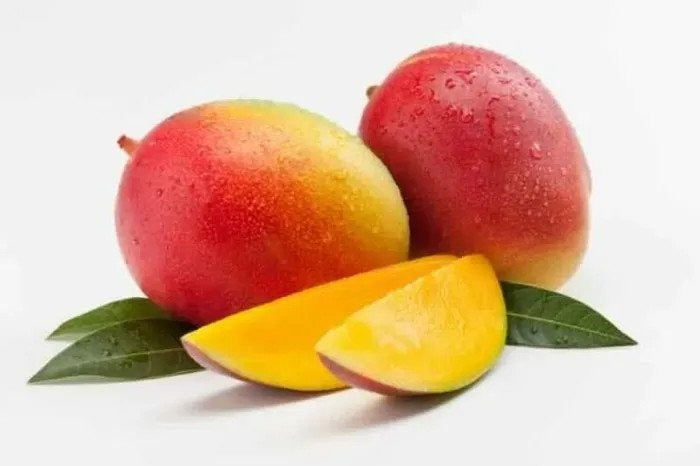 Sindur Kouta mango |Sindur Kouta mango grafted plant for sale - Premium Fruit Plants & Tree from Plantparadise - Just $600! Shop now at Plantparadise