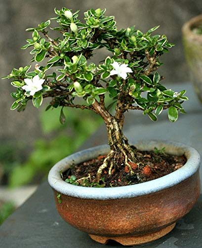 Snow Rose Flower Plant - Premium Flowering Shrubs from Plantparadise - Just $399.00! Shop now at Plantparadise
