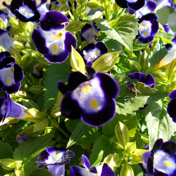Torenia Violet - SEASONALS - Premium SEASONALS from Plantparadise - Just $331.00! Shop now at Plantparadise