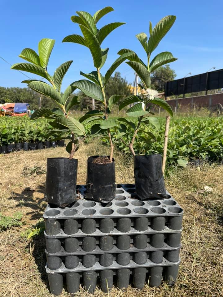 Taiwan Pink Guava - Premium Fruit Plants from Plantparadise - Just $349! Shop now at Plantparadise