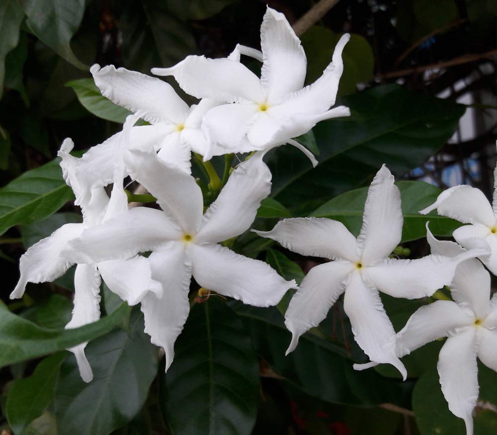 Tagar wheel star - Flowering Shrubs - Premium Flowering Shrubs from Plantparadise - Just $650.00! Shop now at Plantparadise