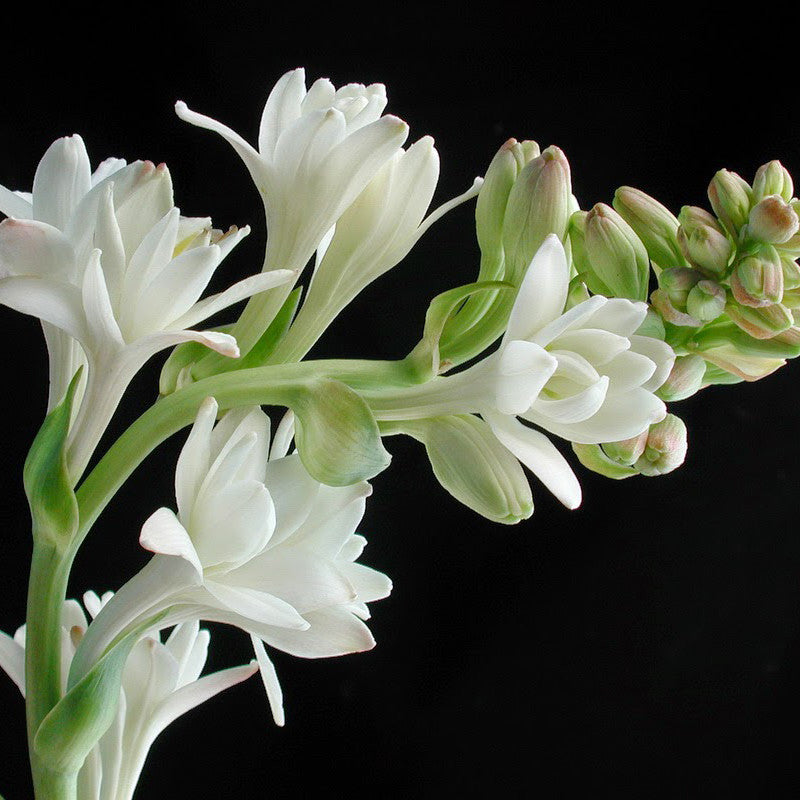 Tuberose/Mexican Tuberose - Flowering Bulb | Buy online Tuberose - Premium Flowering Plants from Plantparadise - Just $650! Shop now at Plantparadise