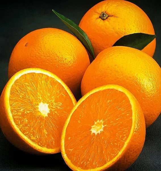 Valencia Olinda Orange Plant - Premium Fruit Plants & Tree from Plantparadise - Just $789! Shop now at Plantparadise