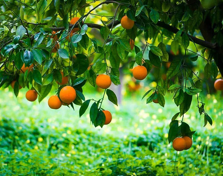 Valencia Olinda Orange Plant - Premium Fruit Plants & Tree from Plantparadise - Just $789! Shop now at Plantparadise