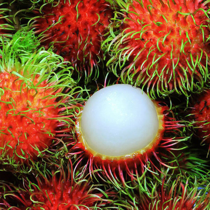 Rambutan Fruit  - Fruit Plants & Tree - Premium Fruit Plants & Tree from Plantparadise - Just $640.0! Shop now at Plantparadise