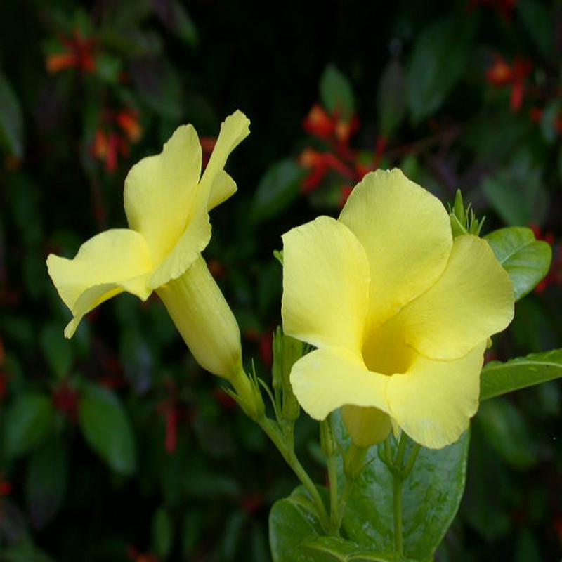 Allamanda Yellow/Wild Allamanda - Creepers & Climbers - Premium Creepers & Climbers from Plantparadise - Just $400.00! Shop now at Plantparadise