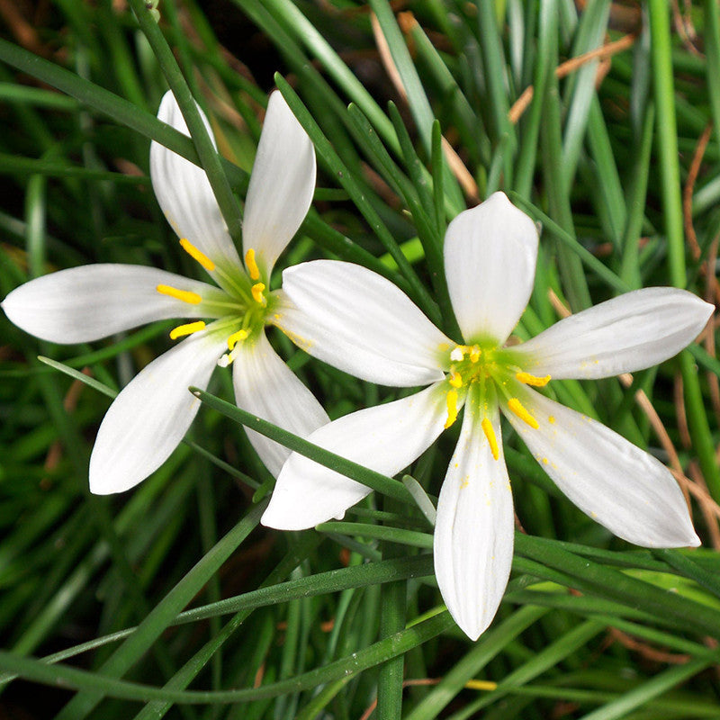 Rain lily  White - Flowering Plants - Premium Flowering Plants from Plantparadise - Just $650.00! Shop now at Plantparadise